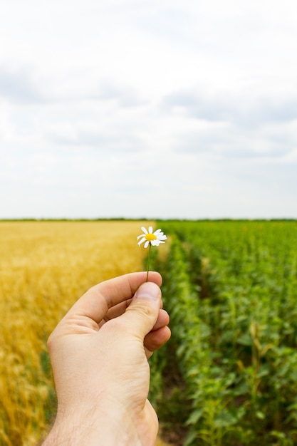 Primer plano de manos y una flor de margarita, un campo de girasoles y trigo