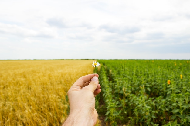 Primer plano de manos y una flor de margarita, un campo de girasoles