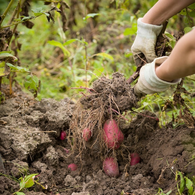 Primer plano de las manos del granjero cavando papas orgánicas rojas en el jardín Jardinería