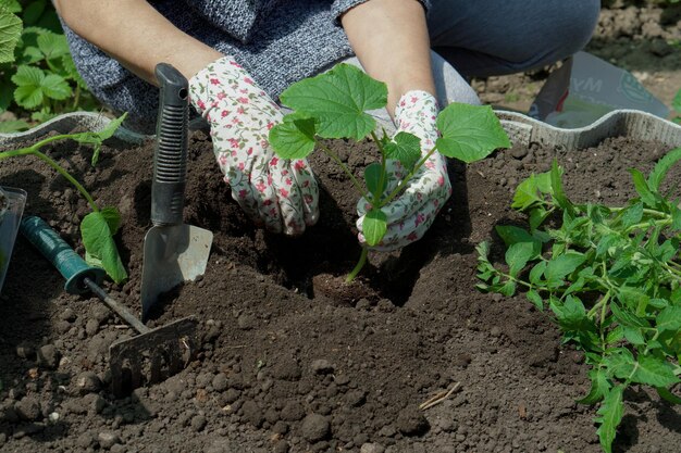 Primer plano de las manos de un granjero mientras se plantan plántulas de pepino en el suelo