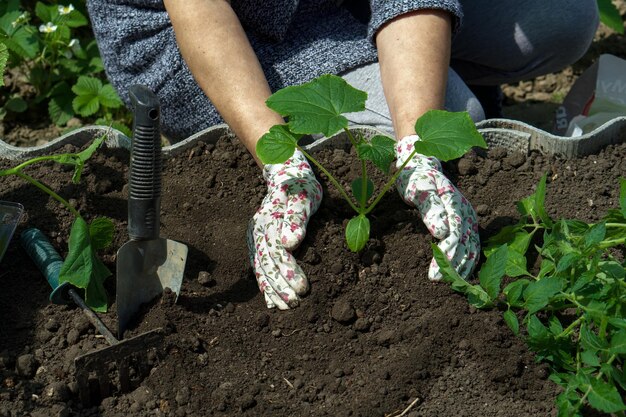 Primer plano de las manos de un granjero mientras se plantan plántulas de pepino en el suelo