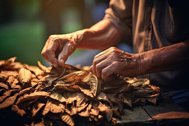 Primer plano de manos haciendo cigarros con hojas de tabaco