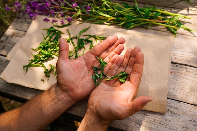 Un primer plano de las manos de los hombres en las que se encuentran las hojas verdes de la hierba tradicional rusa ivantea Preparación para la fermentación