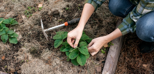 Primer plano de manos de horticultura una mujer se ocupa de una jardinería de banner de arbusto de fresa o fresa