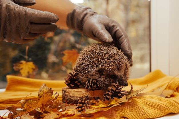 Un primer plano de manos humanas en guantes sosteniendo un erizo