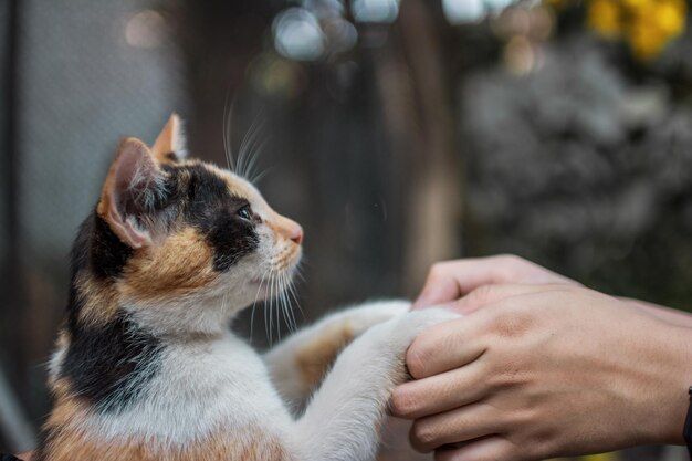 Foto primer plano de manos humanas sosteniendo la pata de un gato