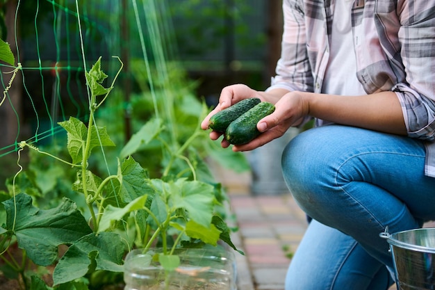 Foto primer plano de las manos de una jardinera sosteniendo pepinos recién cosechados cultivando verduras orgánicas en la granja ecológica