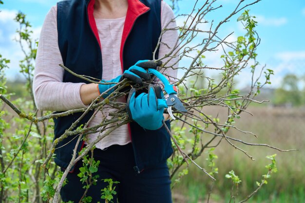 Primer plano de las manos del jardinero en guantes haciendo la poda de primavera del arbusto de grosella negra