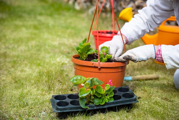 Primer plano de las manos de un jardinero plantando flores en una maceta sobre hierba verde