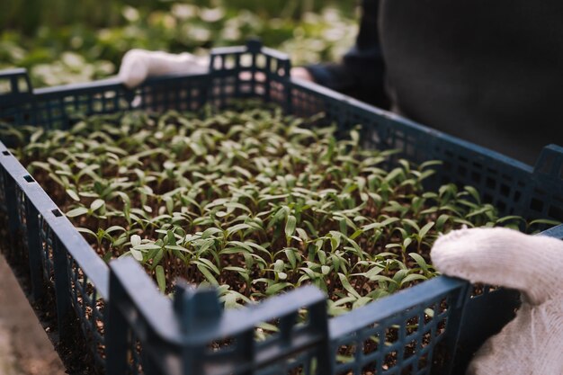 Primer plano de manos de jardinero sosteniendo caja con plántulas