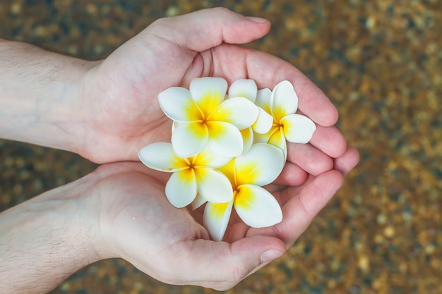 Primer plano de manos masculinas sosteniendo Plumeria flor tropical