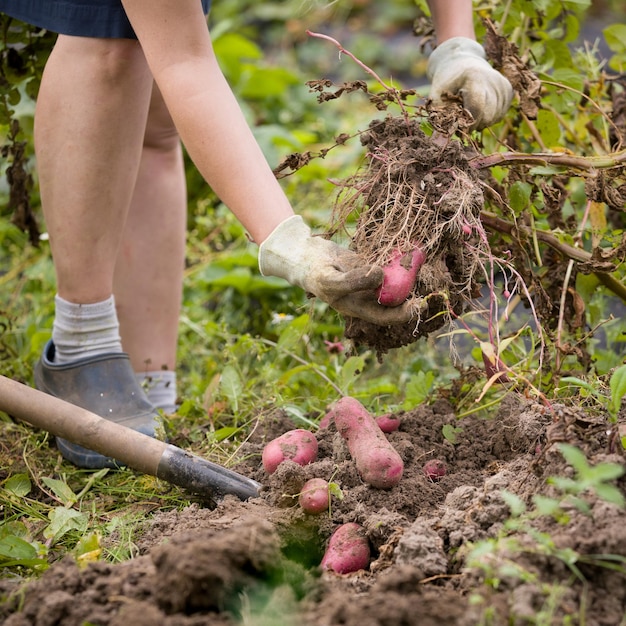 Primer plano de manos de mujer cavando papas orgánicas en el jardín