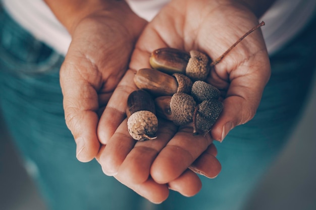 Primer plano de las manos de una mujer joven sosteniendo un montón de bellotas Estilo de vida otoñal e imagen en color de fondo Naturaleza y nutrición alimentaria saludable Hermoso fondo de temporada de invierno con personas