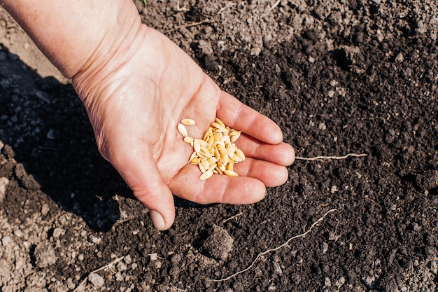 Foto primer plano de manos de mujer plantando semillas en el huerto plantando semillas de melón en el suelo