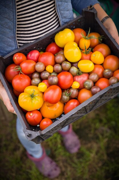 Primer plano de las manos de una mujer sosteniendo una caja grande de verduras de huerta orgánica Cosecha en el jardín