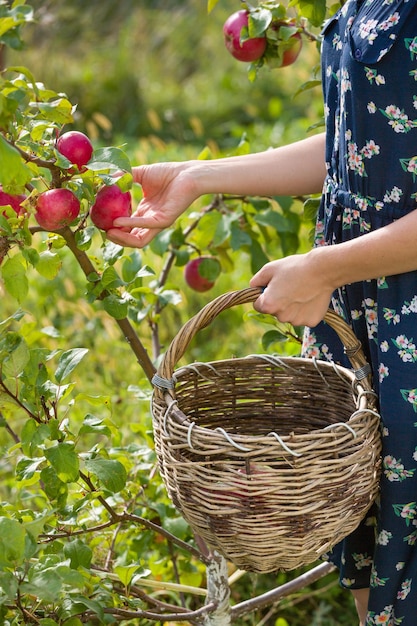 Primer plano de manos de mujer sosteniendo la cesta y recogiendo manzanas rojas orgánicas frescas de un árbol en el jardín