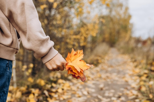 Primer plano de las manos del niño sosteniendo la hoja de arce amarilla del otoño Fondo de otoño Enfoque selectivo