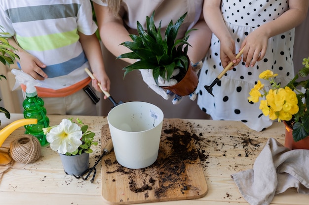 Primer plano de las manos de personas que plantan o trasplantan plantas de interior