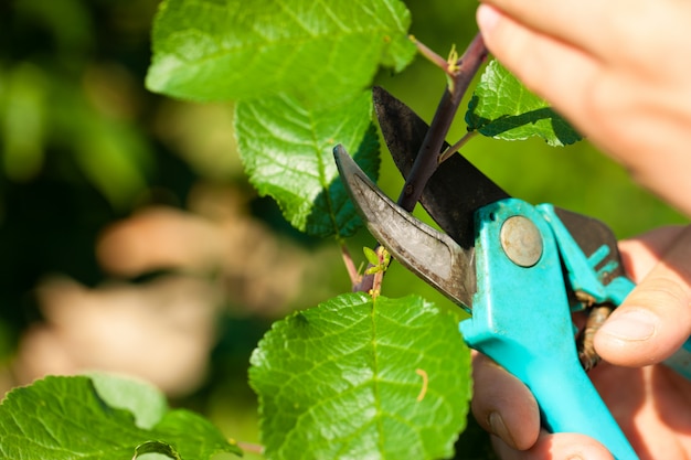 Primer plano de las manos con la podadora cortando rama de árbol frutal