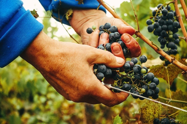 Foto primer plano de las manos recogiendo uvas