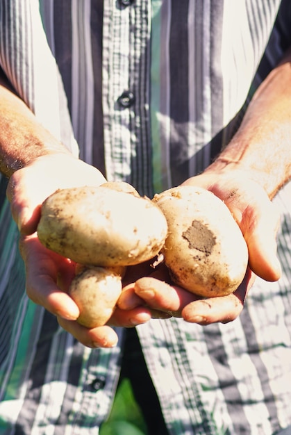 Primer plano de manos sosteniendo patatas