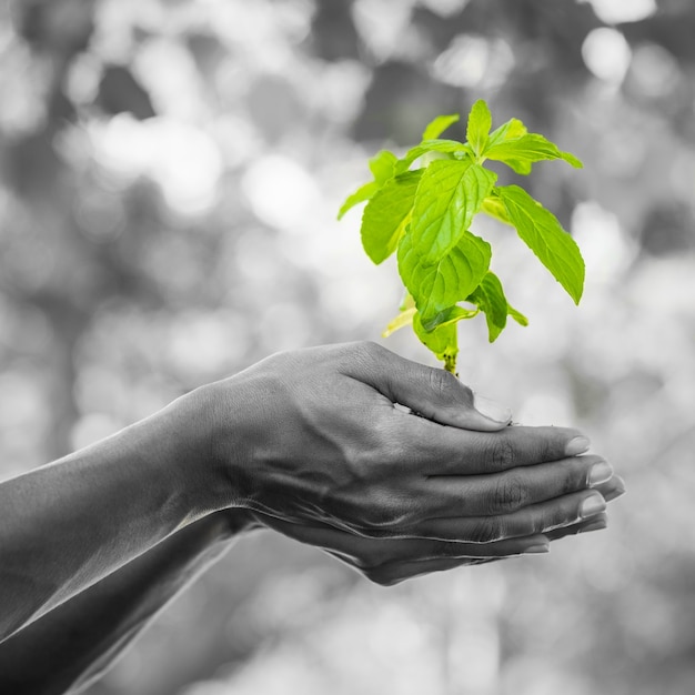 Primer plano de manos sosteniendo la planta joven