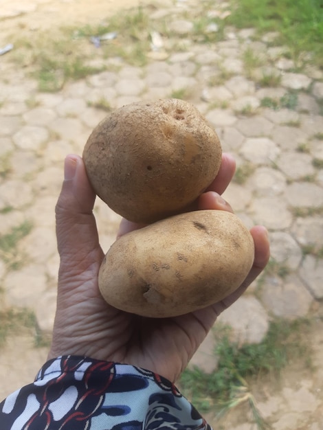 Foto primer plano de las manos sosteniendo setas