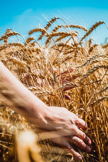 Foto primer plano de manos tocando espiguillas en un campo de trigo