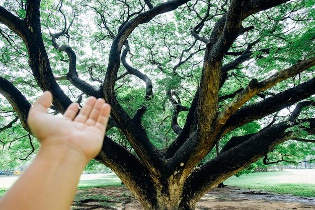 Foto primer plano de las manos en el tronco del árbol