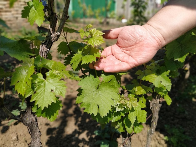 Primer plano de las manos de un viticultor o agricultor de uva inspeccionando la cosecha de uva Manos de hombres y vid Brotes jóvenes de uva con inflorescencia y pequeños ovarios de uva Futura cosecha de vino