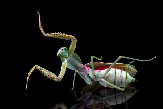 Primer plano de mantis de escudo gigante con posición de autodefensa sobre fondo negro Primer plano de mantis de escudo en el espejo