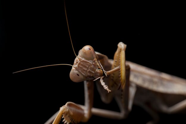 Primer plano de la mantis religiosa gigante asiática asiática