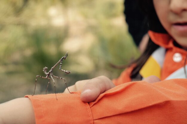 Foto primer plano de la mantis religiosa en la mano de la niña