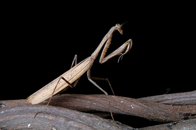 Primer plano de mantis religiosa marrón asiática en rama Hermosa mantis religiosa marrón asiática alas abiertas con fondo negro