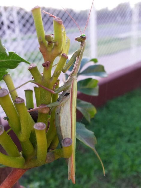 Foto primer plano de la mantis religiosa en la planta