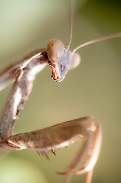 Primer plano de la mantis religiosa