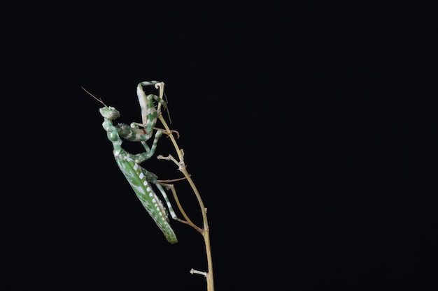 primer plano de mantis