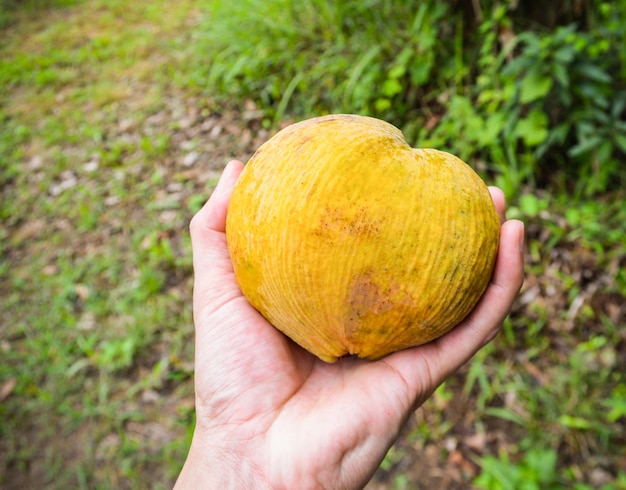 Primer plano de una manzana en la mano