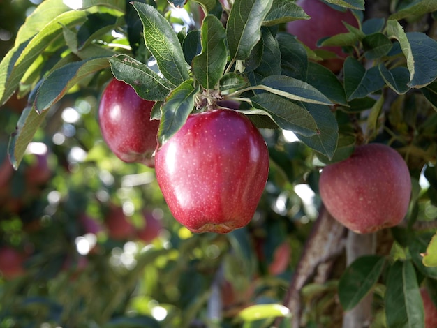 Un primer plano de una manzana roja colgando de un árbol