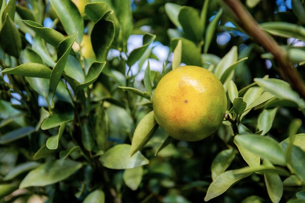 Foto primer plano de manzanas en el árbol