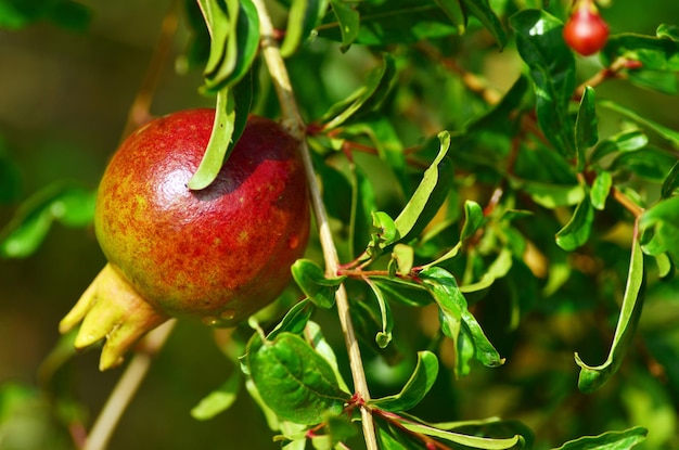 Foto primer plano de manzanas en el árbol