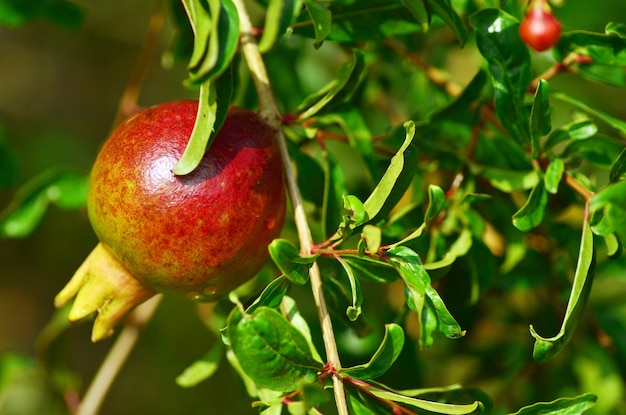 Primer plano de manzanas en el árbol