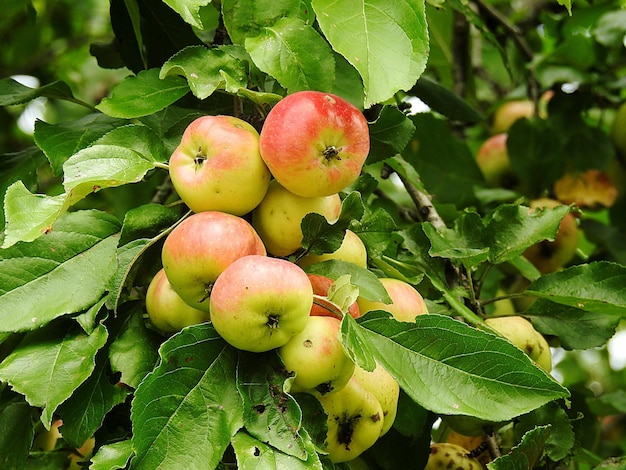 Foto primer plano de manzanas en el árbol