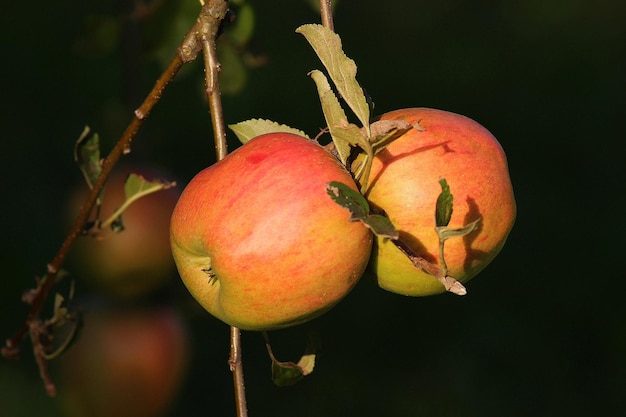 Foto primer plano de manzanas en el árbol