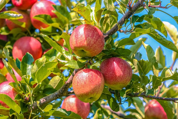 Foto primer plano de manzanas en el árbol