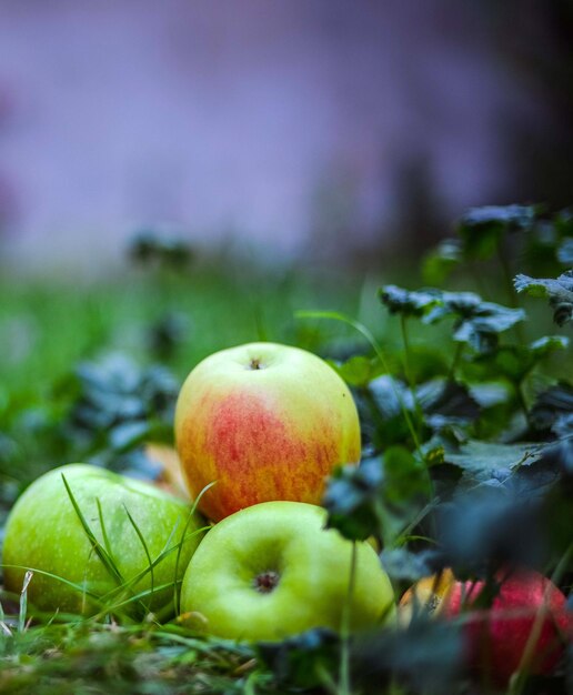 Foto primer plano de las manzanas en el campo