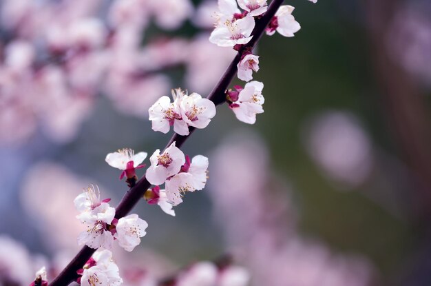 Primer plano de las manzanas en flor en primavera