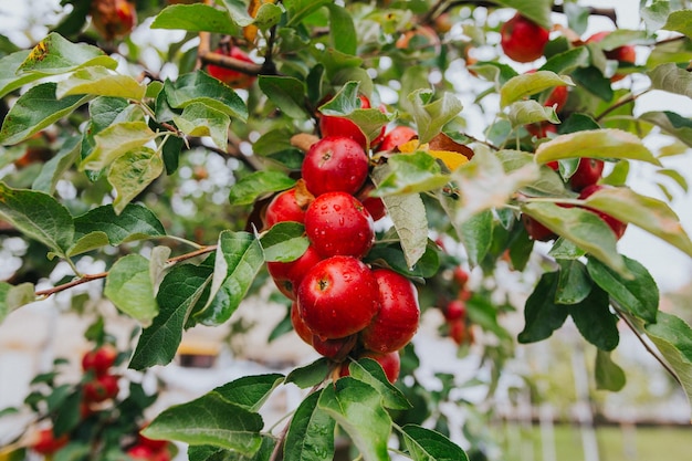 Primer plano de las manzanas maduras frescas en el árbol