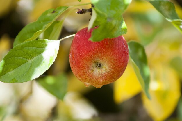 Primer plano de las manzanas en la planta