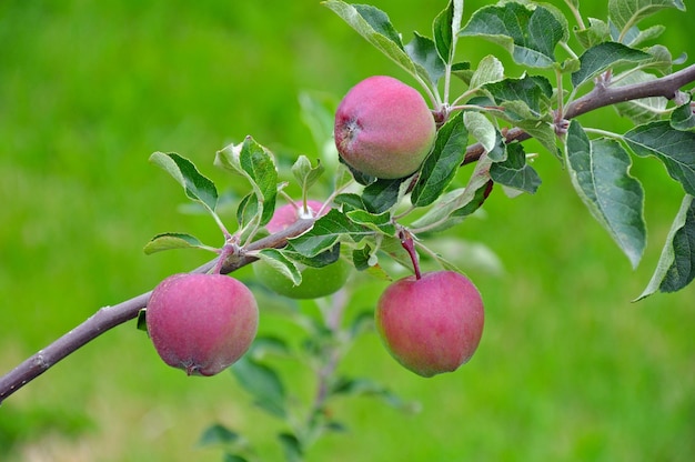 Primer plano de las manzanas que crecen en el árbol